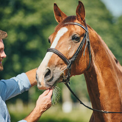 Man during grooming horse on sunny summer day. Close-up of hand while brushing of back of brown mare..