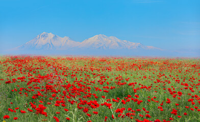 Beautiful landscape with field of red poppies, white snowy mountains in the background