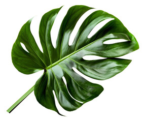 Fototapeta na wymiar Lush green monstera leaf on transparent background - stock png.