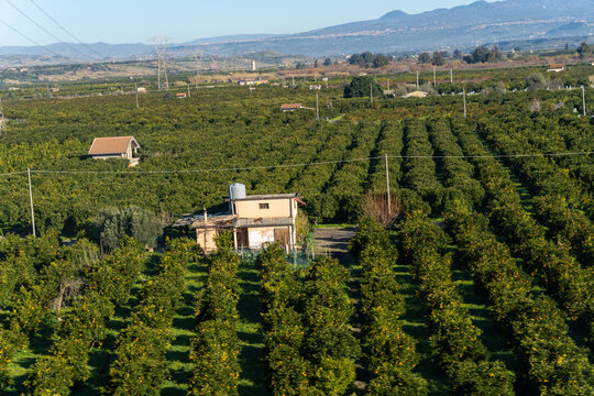 A large field of orange trees with a small house in the middle
