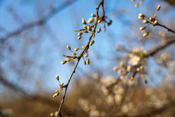 Wild apple flowers. Wild apple tree in bloom.