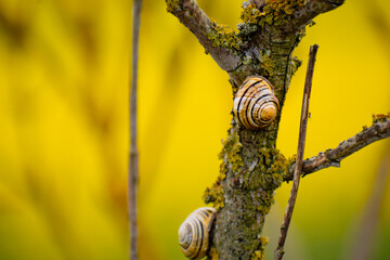 Cute yellow and brown snail clinging to a tree branch, cepaea nemoralis