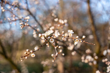 Wild apple flowers. Wild apple tree in bloom.