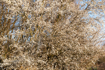 Wild apple flowers. Wild apple tree in bloom.