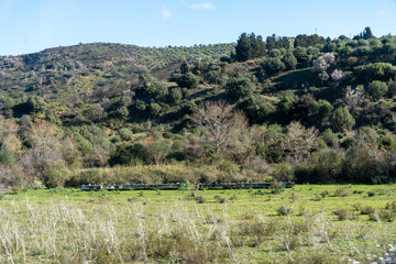 The train is surrounded by trees and bushes, giving the scene a peaceful