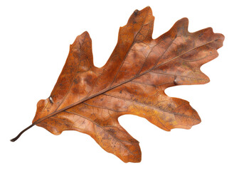 Dried brown oak leaf on transparent background - stock png.