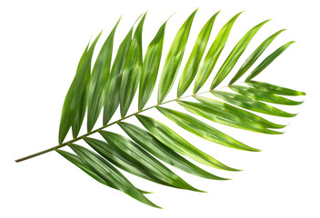 Fototapeta premium Vibrant green palm leaf on transparent background - stock png.