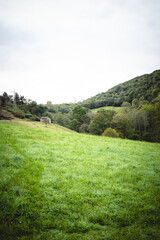 Fototapeta na wymiar View of a green meadow in an Asturian valley. Asturias - Spain