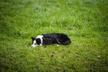 Naklejka na ściany i meble Border collie lying on green grass