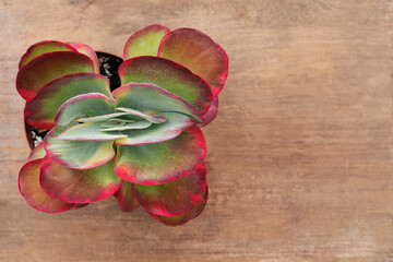 Succulent plant on wooden background. Top view. Selective focus. Copy space.