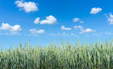 Green field of wheat on blue sky background. Copy space.