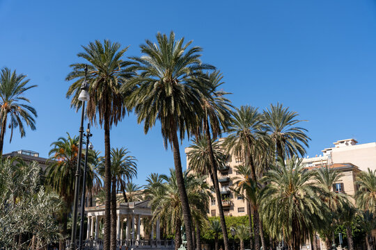 A palm tree is in the foreground of a city street
