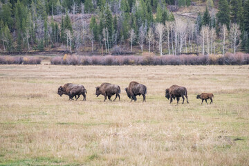 American Bison roaming in Grand Teton National Park during autumn in Wyoming - 753005171