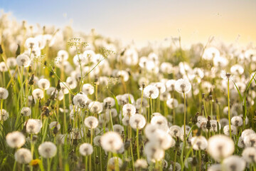 Summer background with blooming dandelions