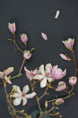 Pink magnolia blossom on dark background, japanese style