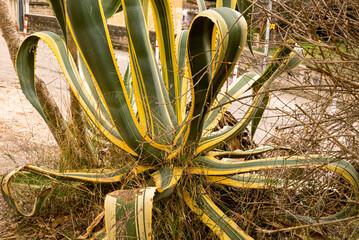 exotic Agave plant in Spain, Girona