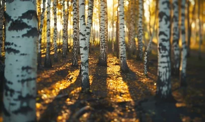 Stof per meter birch forest in sunlight in the morning, soft focus. © TheoTheWizard