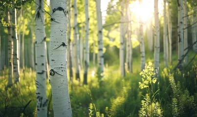 Fotobehang birch forest in sunlight in the morning, soft focus background © TheoTheWizard