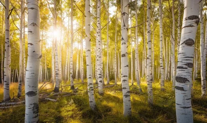 Fotobehang birch forest in sunlight in the morning, soft focus. © TheoTheWizard