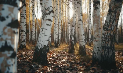Zelfklevend Fotobehang birch forest in sunlight in the morning, autumn nature landscape © TheoTheWizard