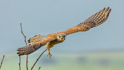 Kestrel in flight. Wild bird predator hunting.