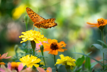 公園の色とりどりの花を飛び回るツマグロヒョウモン