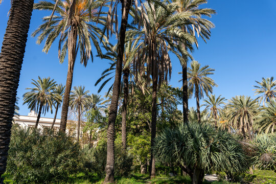 A lush green forest with palm trees and a building in the background