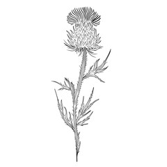Thistle flower illustration, wild flower drawing, botanical thistle drawing