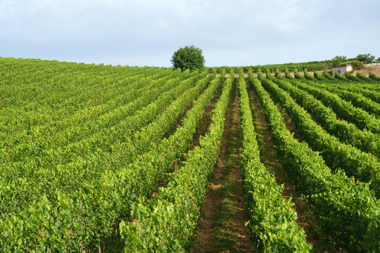 Rural landscape near Foligno and Montefalco, Umbria, Italy, at summer