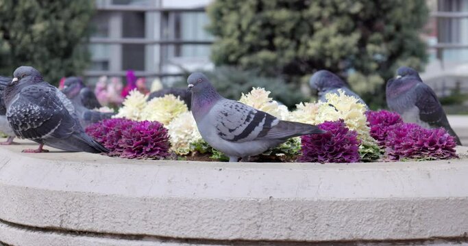 花壇に集まってくつろぐ鳩たち。