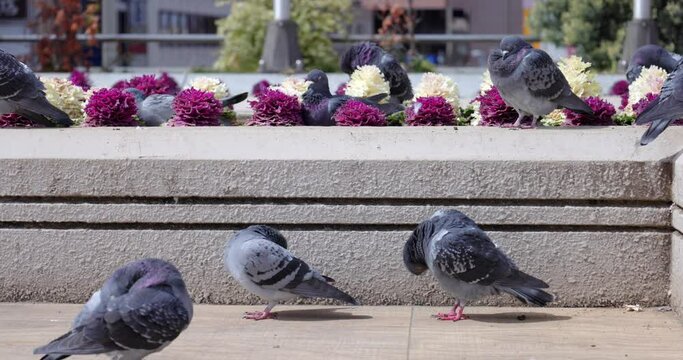 花壇のまわりに集まる鳩たち。
