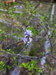 Close-up of purple flowers in the city park. 