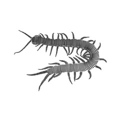 Simple line art illustration of a centipede 3