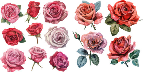 Set roses