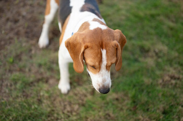 Beagle dog sit on green grass