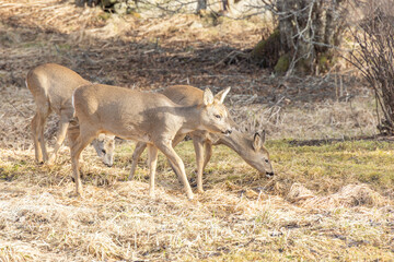 Roedeer (Capreolus capreolus) i garden,Helgeland