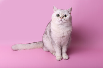 Adorable British white cat sitting isolated on pink background, look at camera