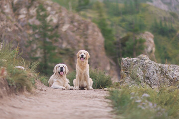 Traveling with a dog. A golden retriever stands on a high cliff against the backdrop of mountains and a river in summer. Healthy lifestyle