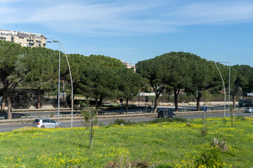 A street with a few trees and a car parked in the grass