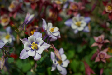 Common columbine flowers (Aquilegia vulgaris) 