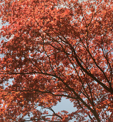red autumn mapple leaves