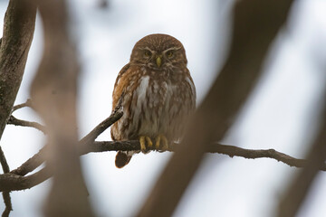 Ferruginous Pygmy owl, Glaucidium brasilianum, Calden forest, La Pampa Province, Patagonia, Argentina.