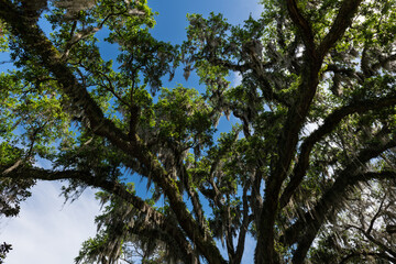 Fototapeta premium Spanish moss hanging from a tree over a blue sky in the southern United States.
