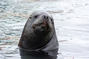 Fototapeta premium Lobo marino (Otaria flavescens), sur de Chile.