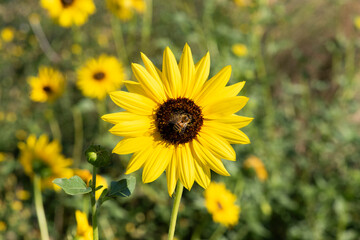 Wild flowers in semi desertic environment, Calden forest, La Pampa Argentina