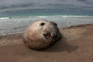Elephant seal, Peninsula Valdes, Unesco World Heritage Site, Patagonia, Argentina