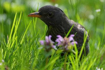 Amsel