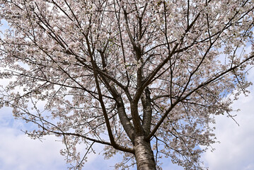 Cherry blossom in a park