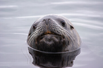 Lobo marino (Otaria flavescens), sur de Chile. © Cristian Valderas