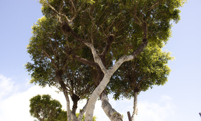 Mediteraner Baum, tageslicht, himmel, grüne Baumkrone weißer stamm, hintergrund, äste verzweigen...